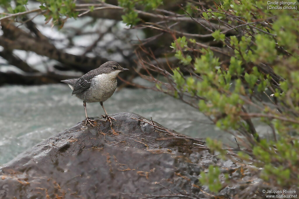 White-throated Dipperimmature, identification