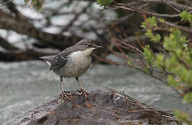 White-throated Dipper