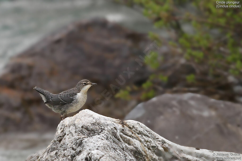 White-throated Dipperimmature, identification