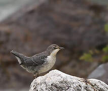 White-throated Dipper