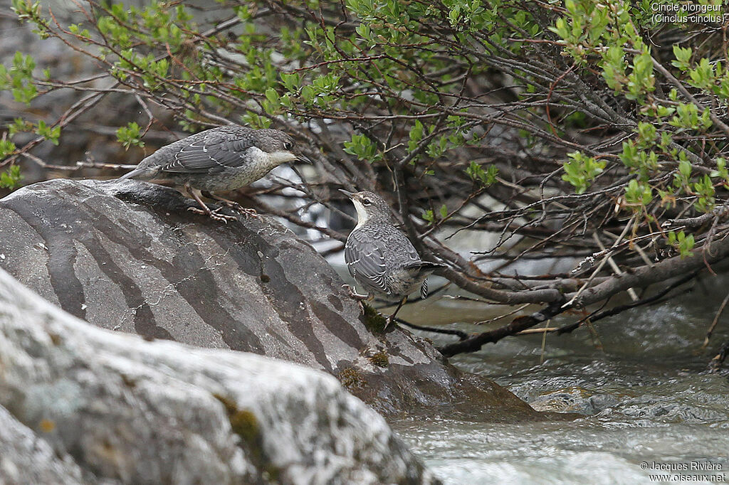 White-throated Dipperimmature, identification