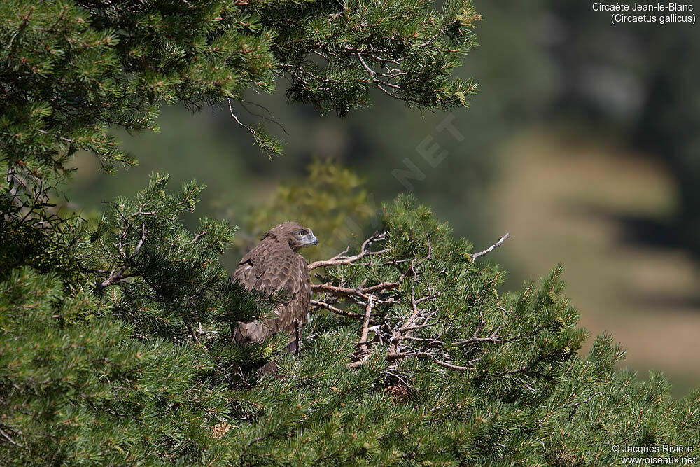 Short-toed Snake Eagleimmature, identification, Reproduction-nesting