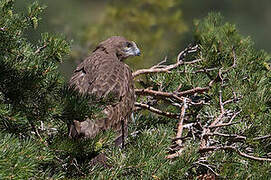 Short-toed Snake Eagle