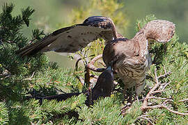 Short-toed Snake Eagle