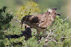 Short-toed Snake Eagle