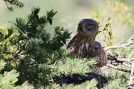 Short-toed Snake Eagle