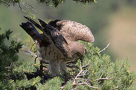 Short-toed Snake Eagle