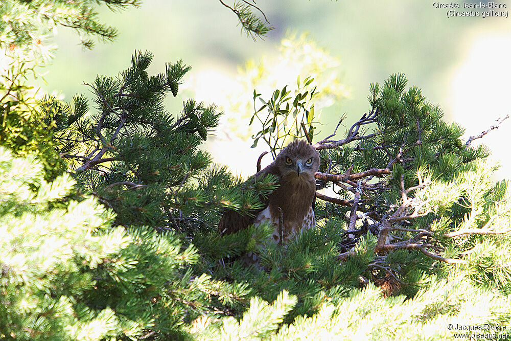 Short-toed Snake Eagleimmature, Reproduction-nesting