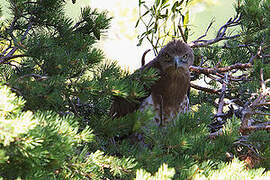 Short-toed Snake Eagle