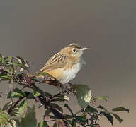 Zitting Cisticola