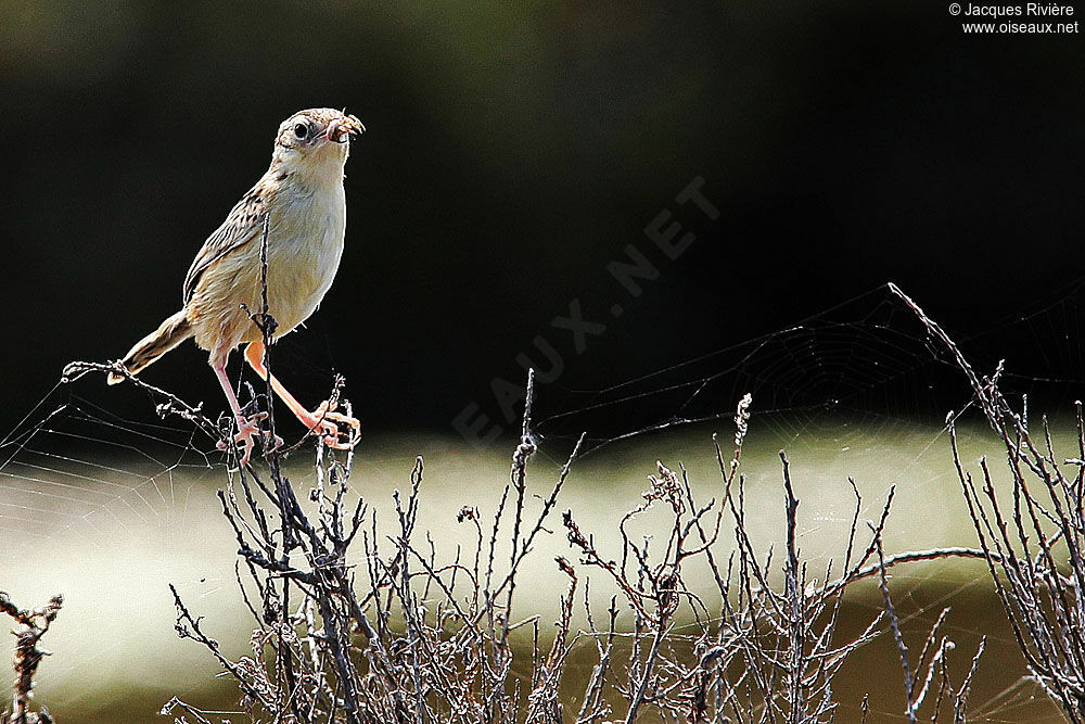 Zitting Cisticolaadult breeding, Reproduction-nesting