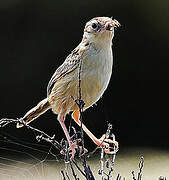 Zitting Cisticola