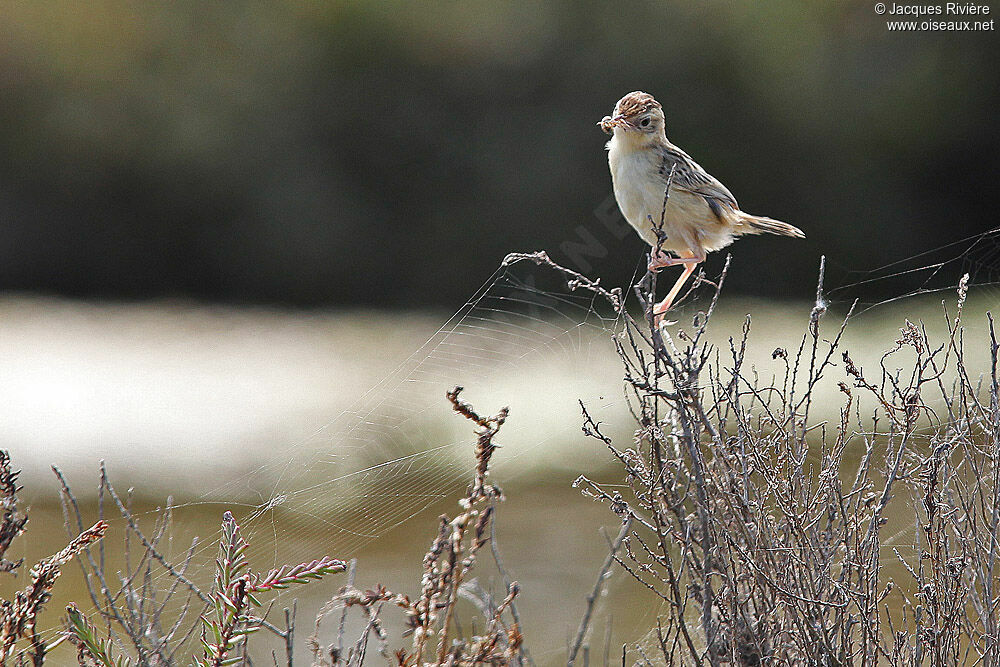 Zitting Cisticolaadult breeding