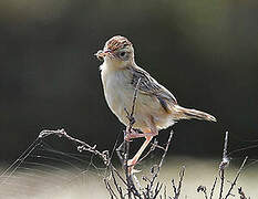 Zitting Cisticola