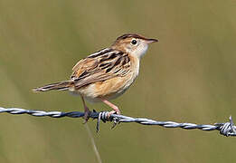 Zitting Cisticola