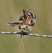 Zitting Cisticola