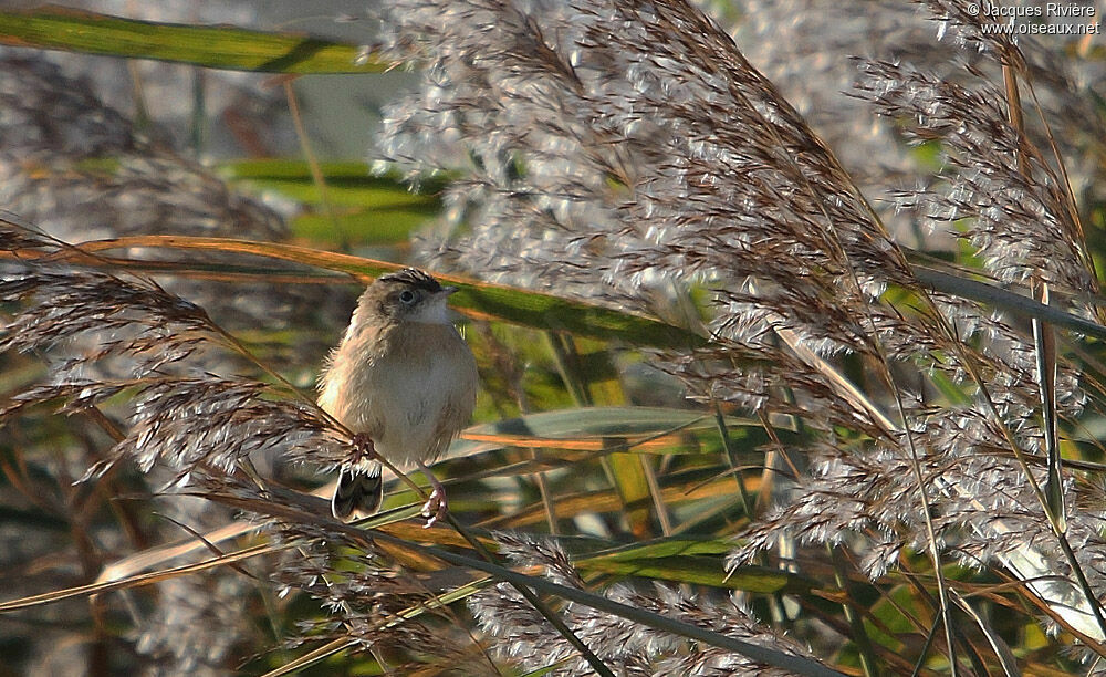 Zitting Cisticolaadult post breeding