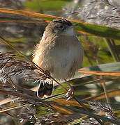 Zitting Cisticola