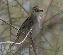 Zitting Cisticola