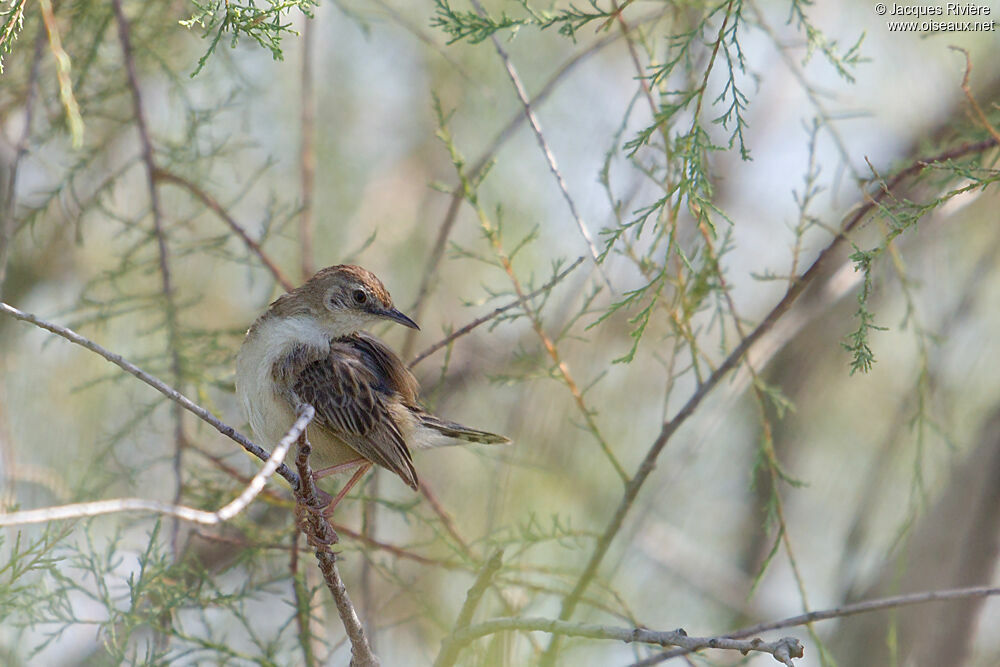 Zitting Cisticolaadult breeding