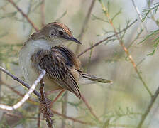 Zitting Cisticola