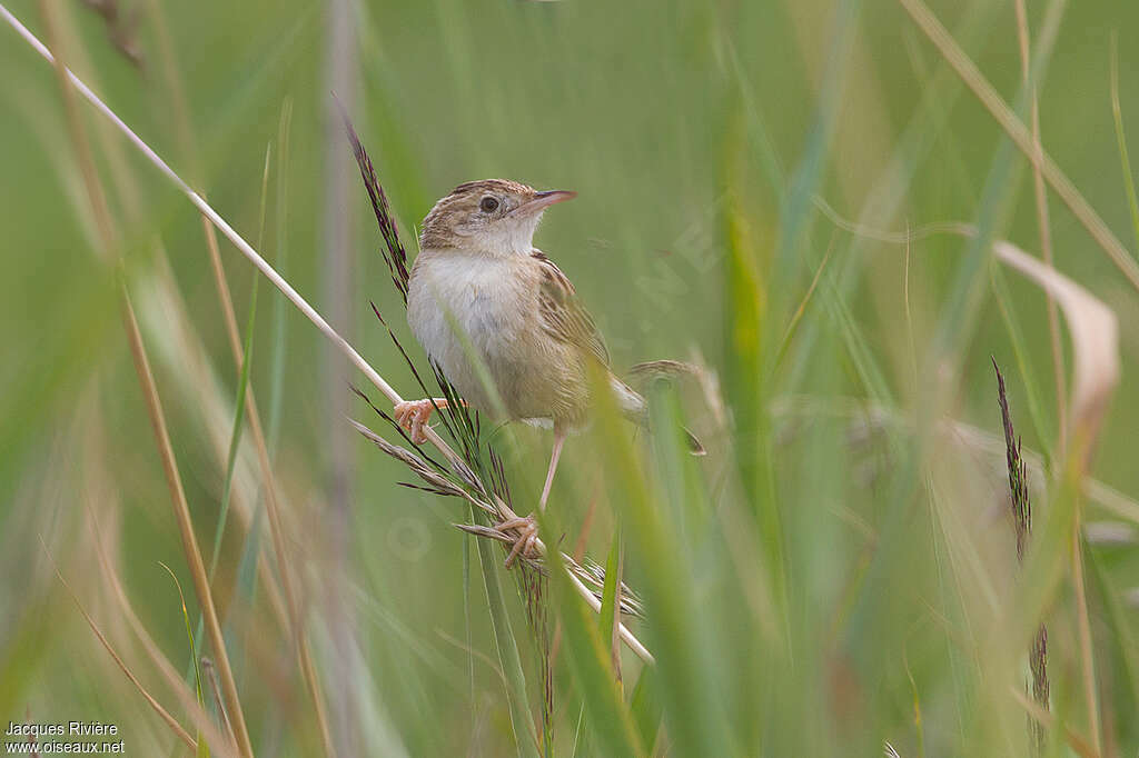 Zitting Cisticolaadult breeding, habitat