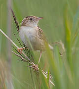 Zitting Cisticola