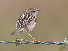 Zitting Cisticola