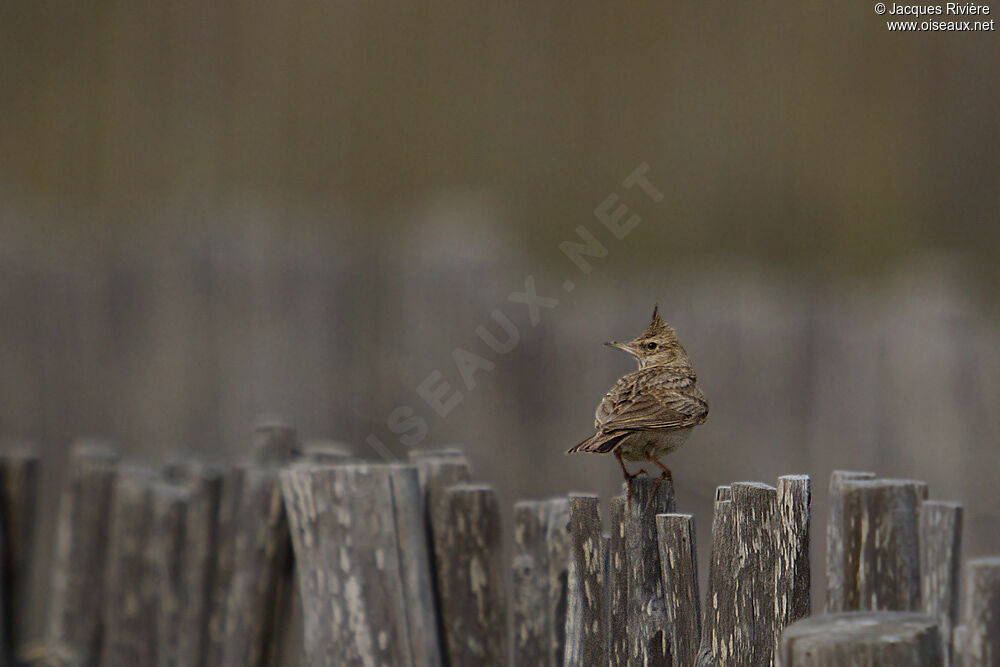 Crested Larkadult breeding