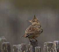 Crested Lark