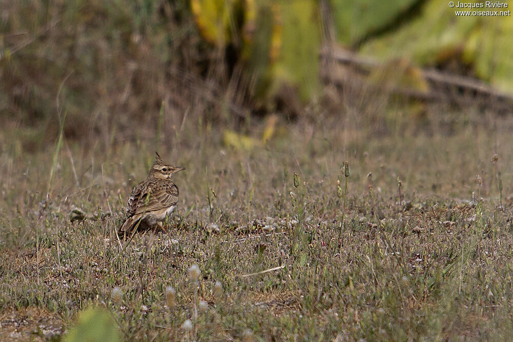 Crested Larkadult breeding