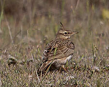 Cochevis huppé