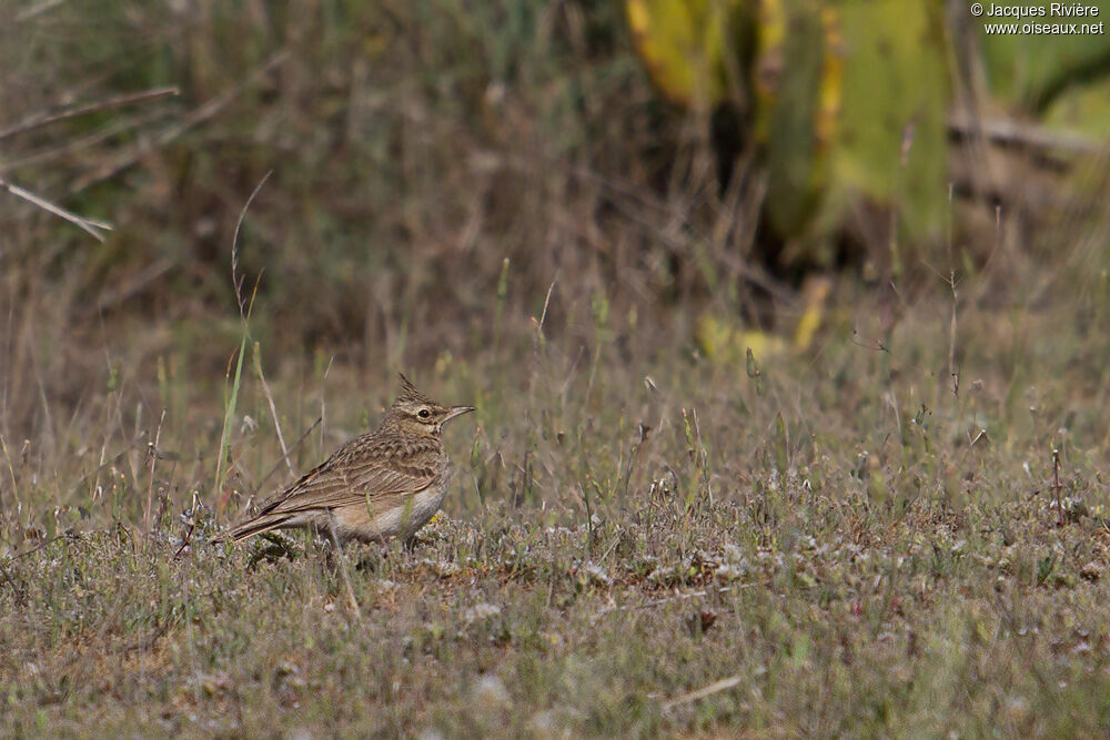 Cochevis huppé
