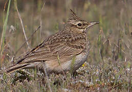 Crested Lark