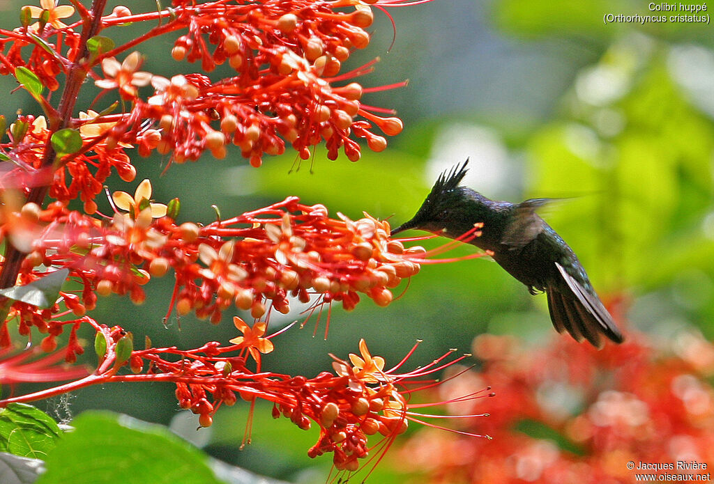 Colibri huppéadulte, identification, Vol, mange