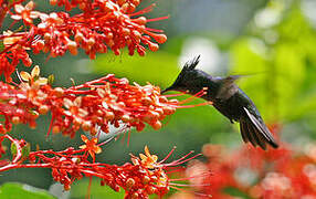 Antillean Crested Hummingbird