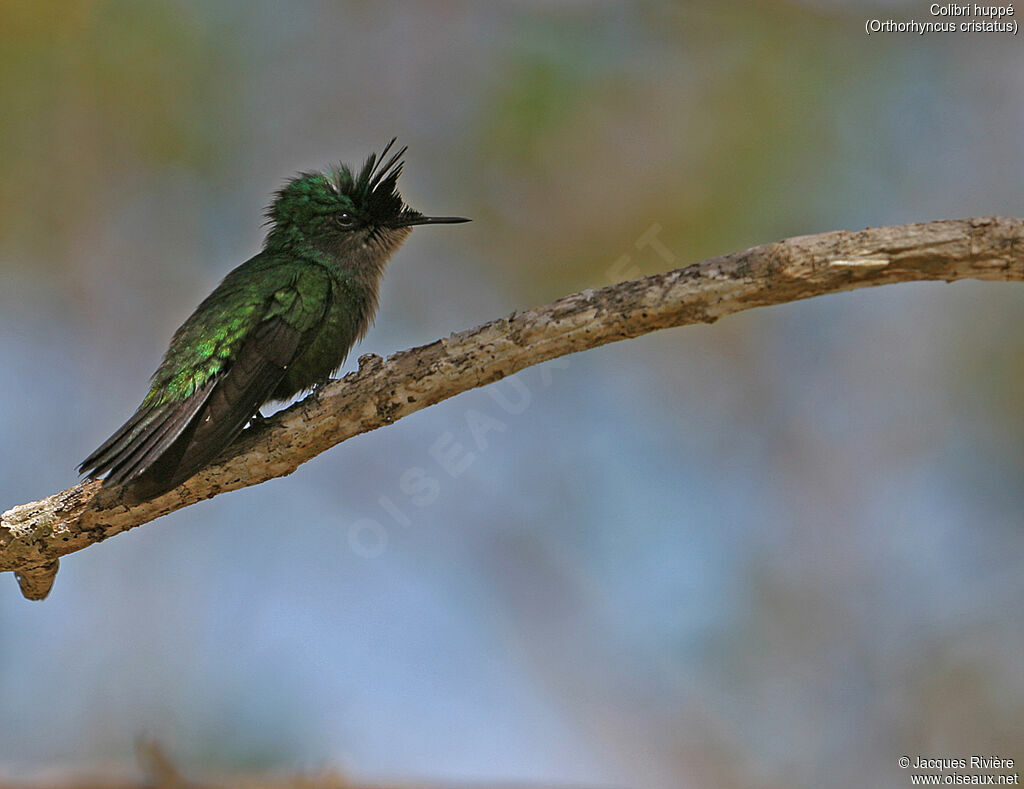 Antillean Crested Hummingbirdadult breeding, identification