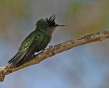 Antillean Crested Hummingbird