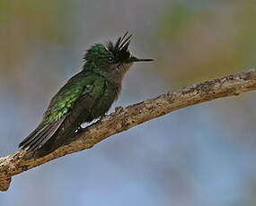 Colibri huppé