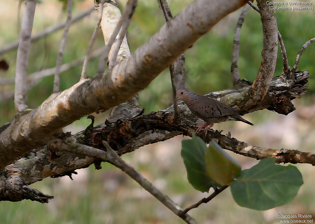 Common Ground Doveadult