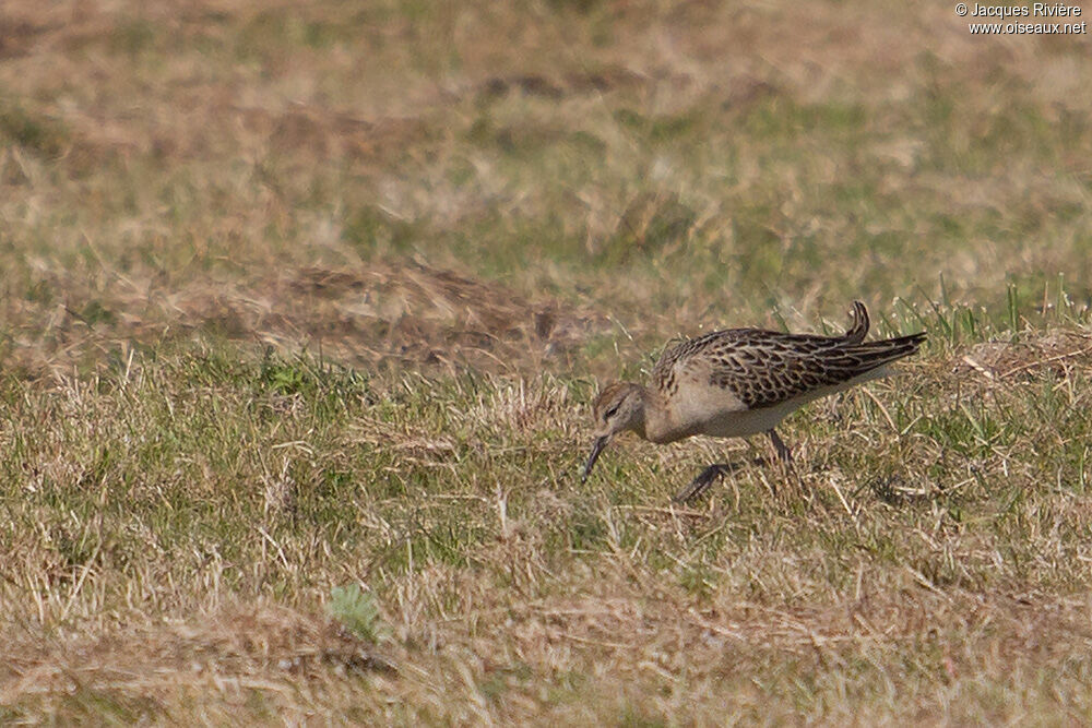 Ruff female