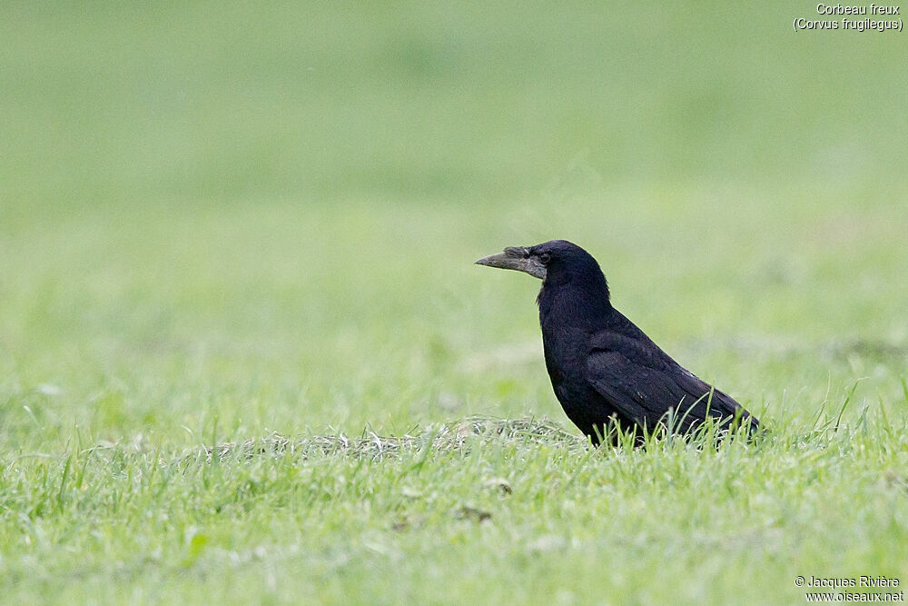 Corbeau freuximmature, identification