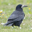 Corbeau freux