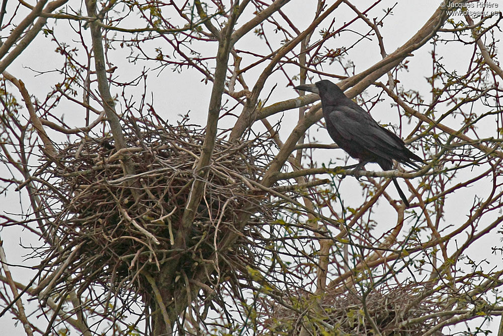 Corbeau freuxadulte nuptial, Nidification