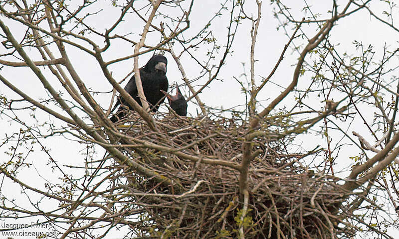 Rook, Reproduction-nesting