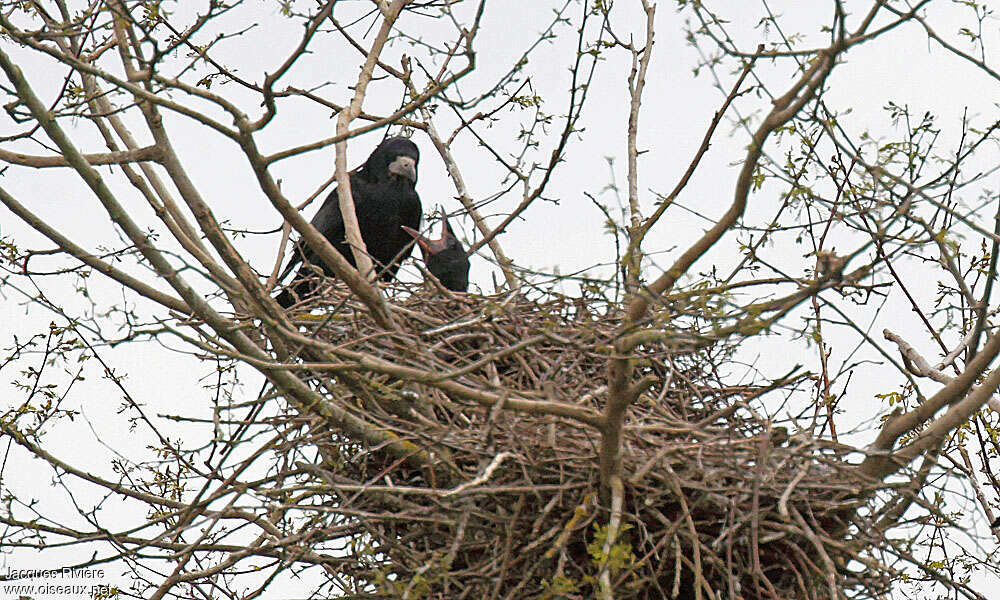 Corbeau freux, Nidification