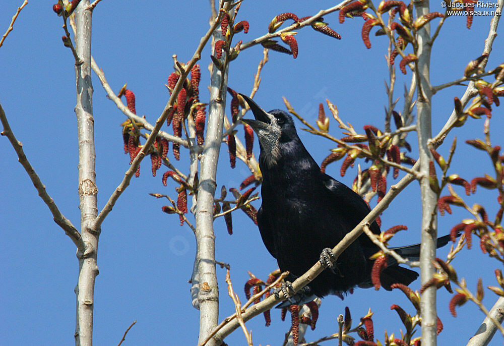 Corbeau freux mâle adulte nuptial