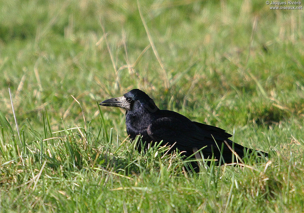 Rookadult breeding