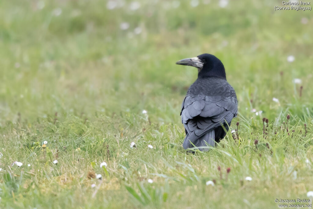 Corbeau freuxadulte nuptial, identification