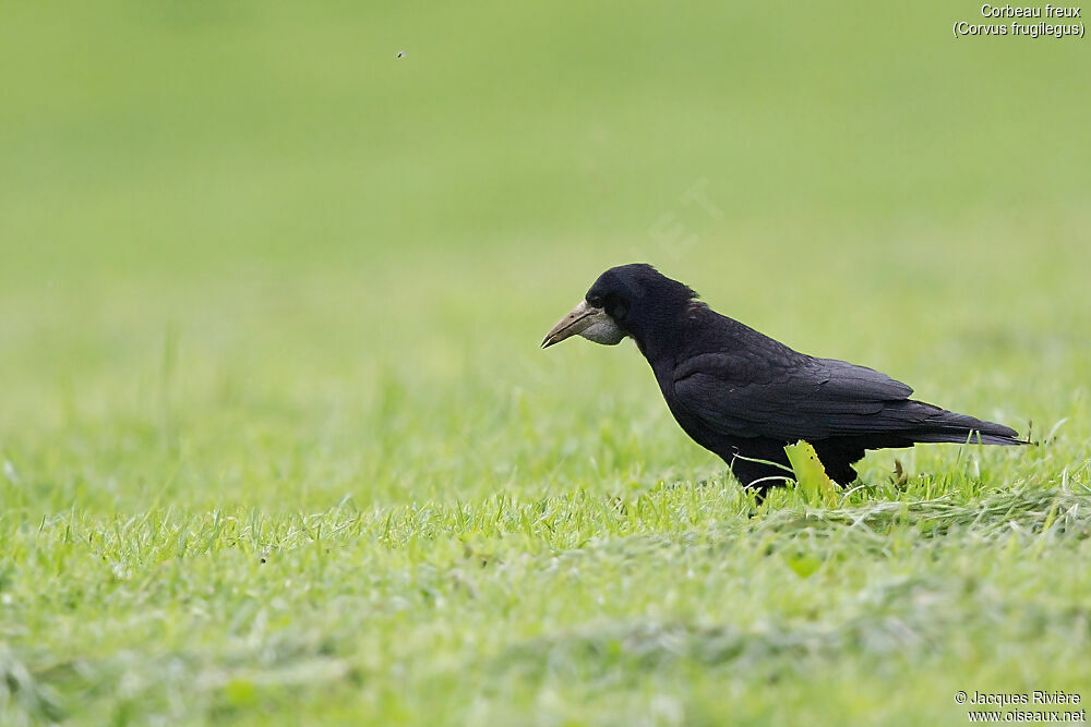 Rookadult breeding, identification, walking